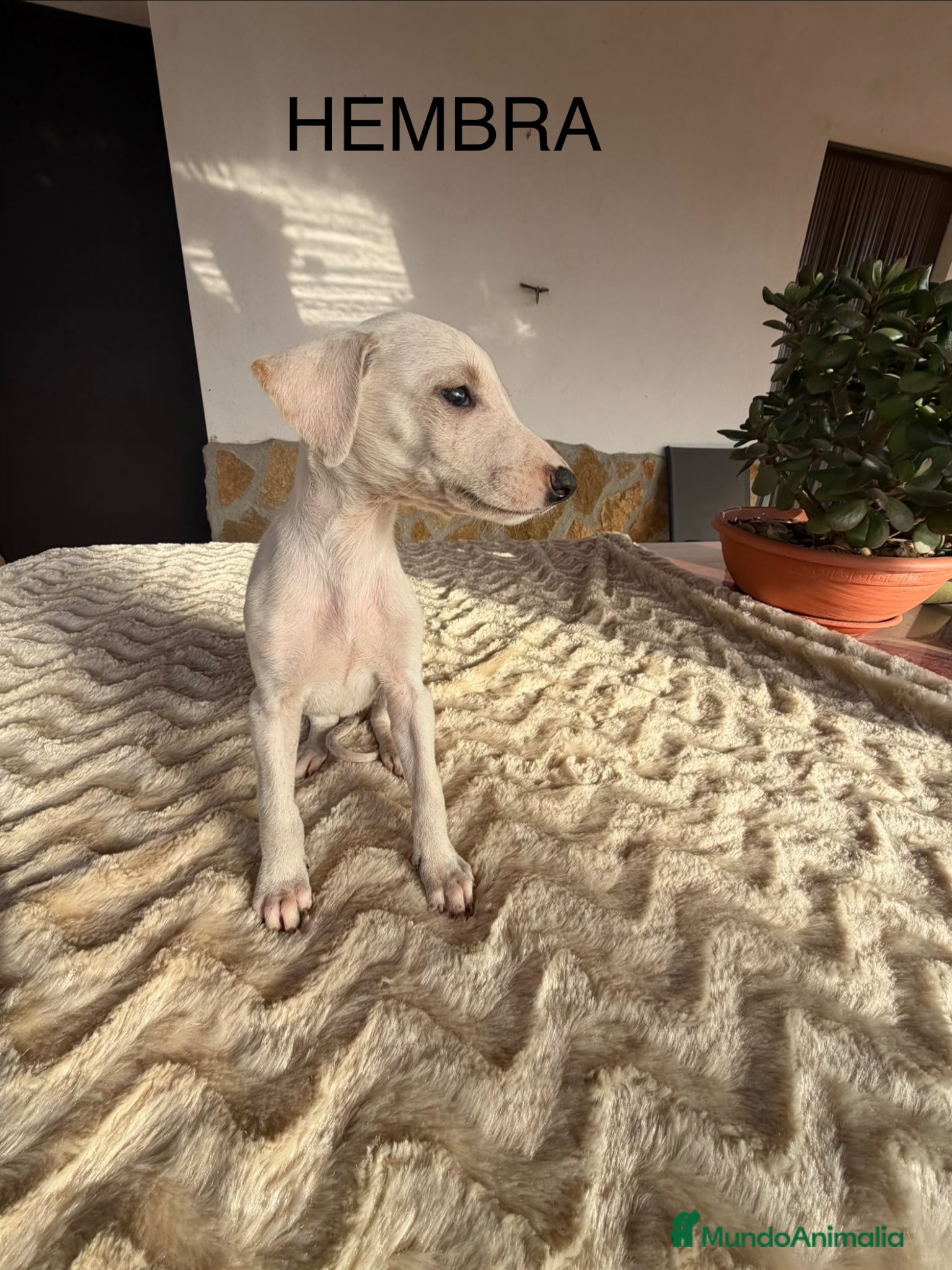 Galgo Español perros GALGOS ESPAÑOLES - Anuncio 32