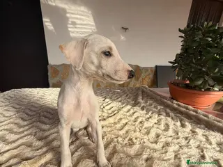 Galgo Español perros GALGOS ESPAÑOLES - Anuncio 32
