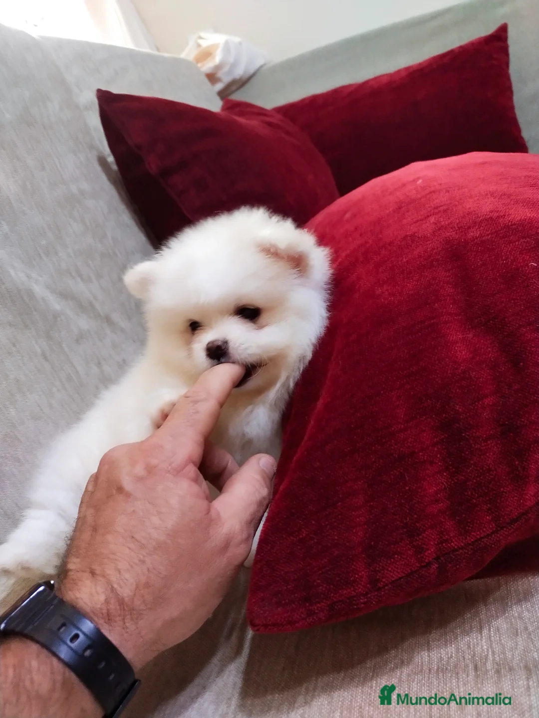 Pomerania perros en venta: POMERANIA  LINEA TOY   MUY CHATO - Anuncio 1