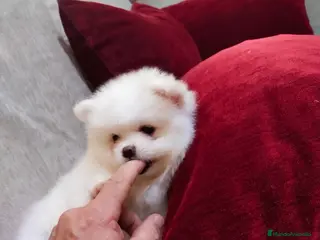 Pomerania perros POMERANIA LINEA TOY MUY CHATO - Anuncio 1