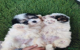 Raza Mixta perros en venta: Espectacular Cachorra malvi - Imagen 14