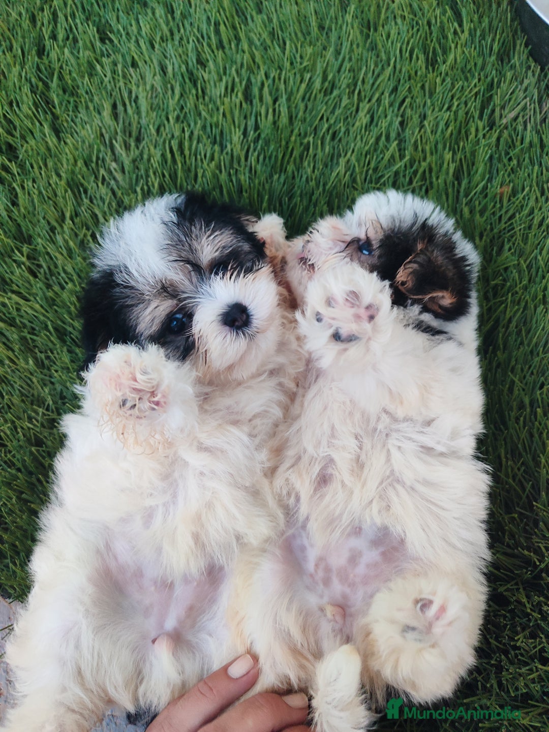 Raza Mixta perros en venta: Espectacular Cachorra malvi - Imagen 14