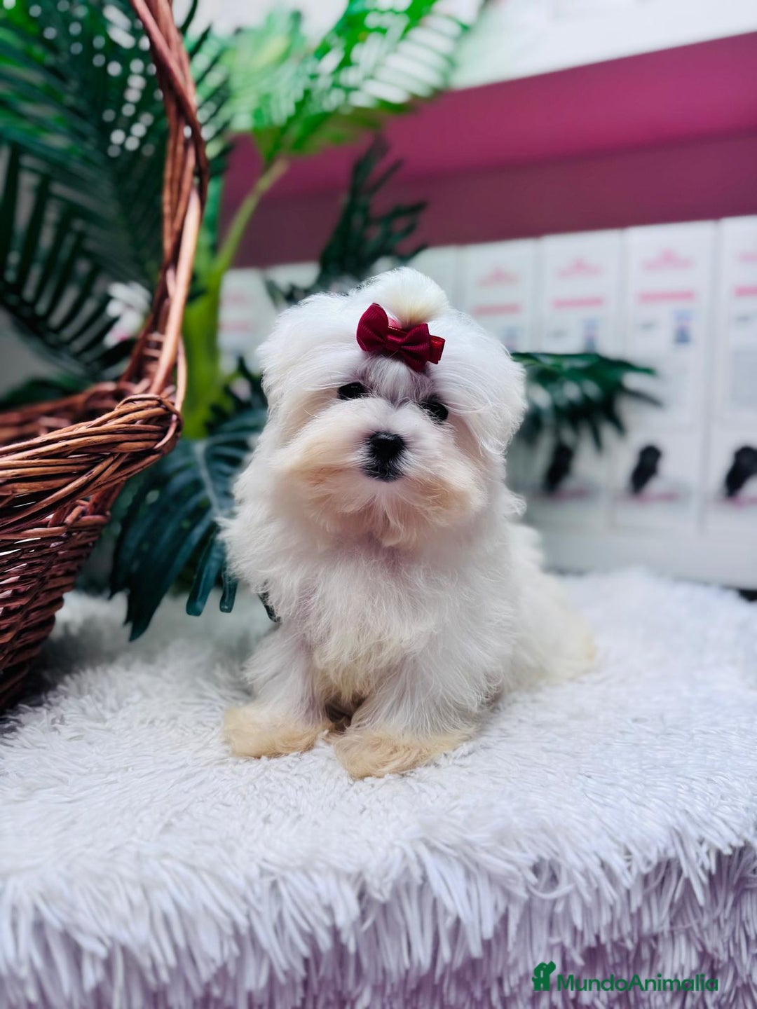 Bichón Maltés perros en venta: BICHON MALTES HEMBRA - Anuncio 15