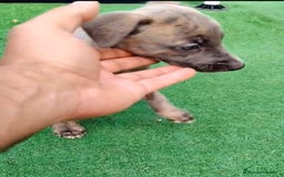 Whippet perros en venta: Whippet blue, isabela verdino - Imagen 21