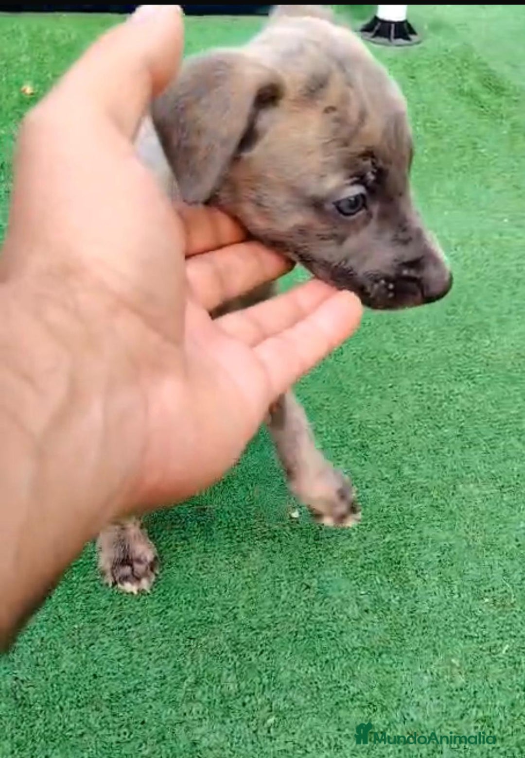 Whippet perros en venta: Whippet blue, isabela verdino - Imagen 21