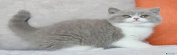 Británico de Pelo Corto gatos en venta: British Shorthair / Longhair  - Anuncio 4