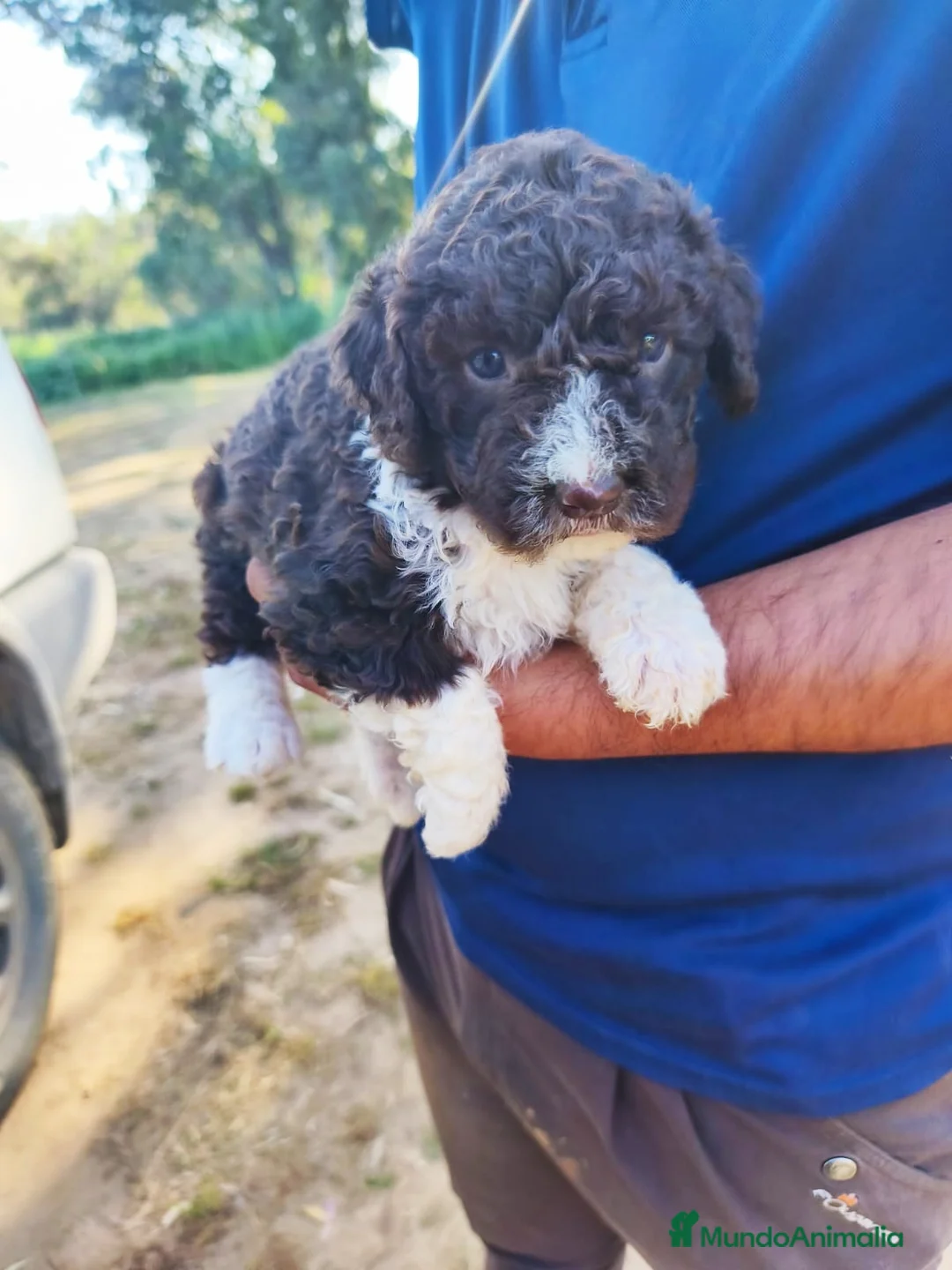Perro de Agua Español perros en venta: Camada Perro de Agua - Anuncio 1