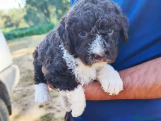 Perro de Agua Español perros Camada Perro de Agua - Anuncio 30