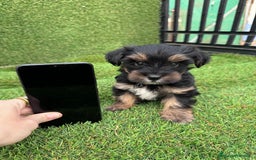 Yorkshire Terrier perros en venta: YORKSHIRE ESPECTACULARES LISTOS PARA ENTREGAR  - Anuncio 5