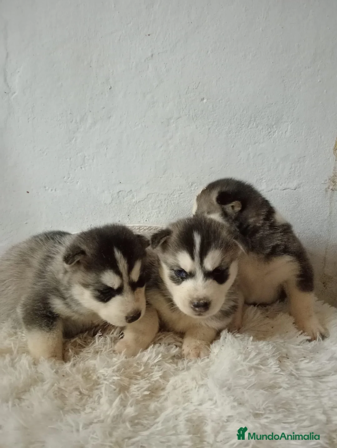 Husky Siberiano perros en venta: Husky siberiano  - Anuncio 8