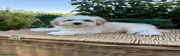 Maltipoo perros en venta: Maltipoo disponible fotos actuales  - Anuncio 3