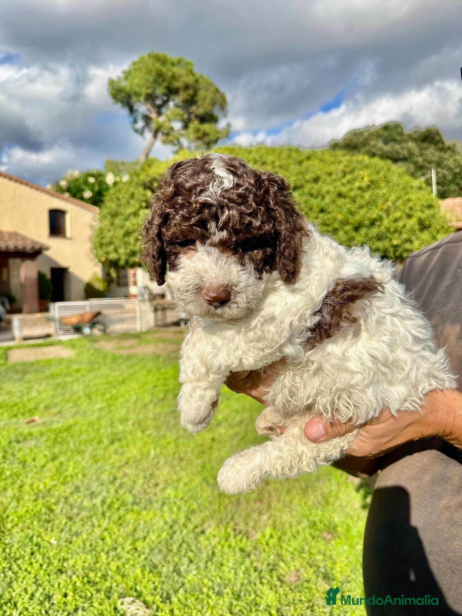 Perro de Agua Español perros Perro de Aguas - Anuncio 1