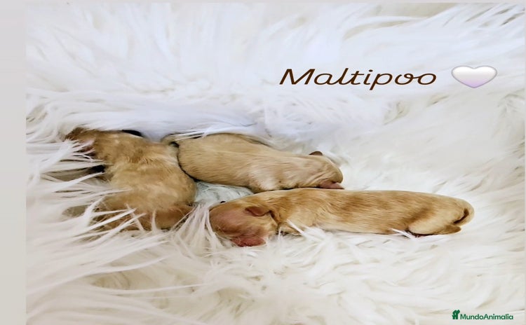 Maltipoo perros - Anuncio 7