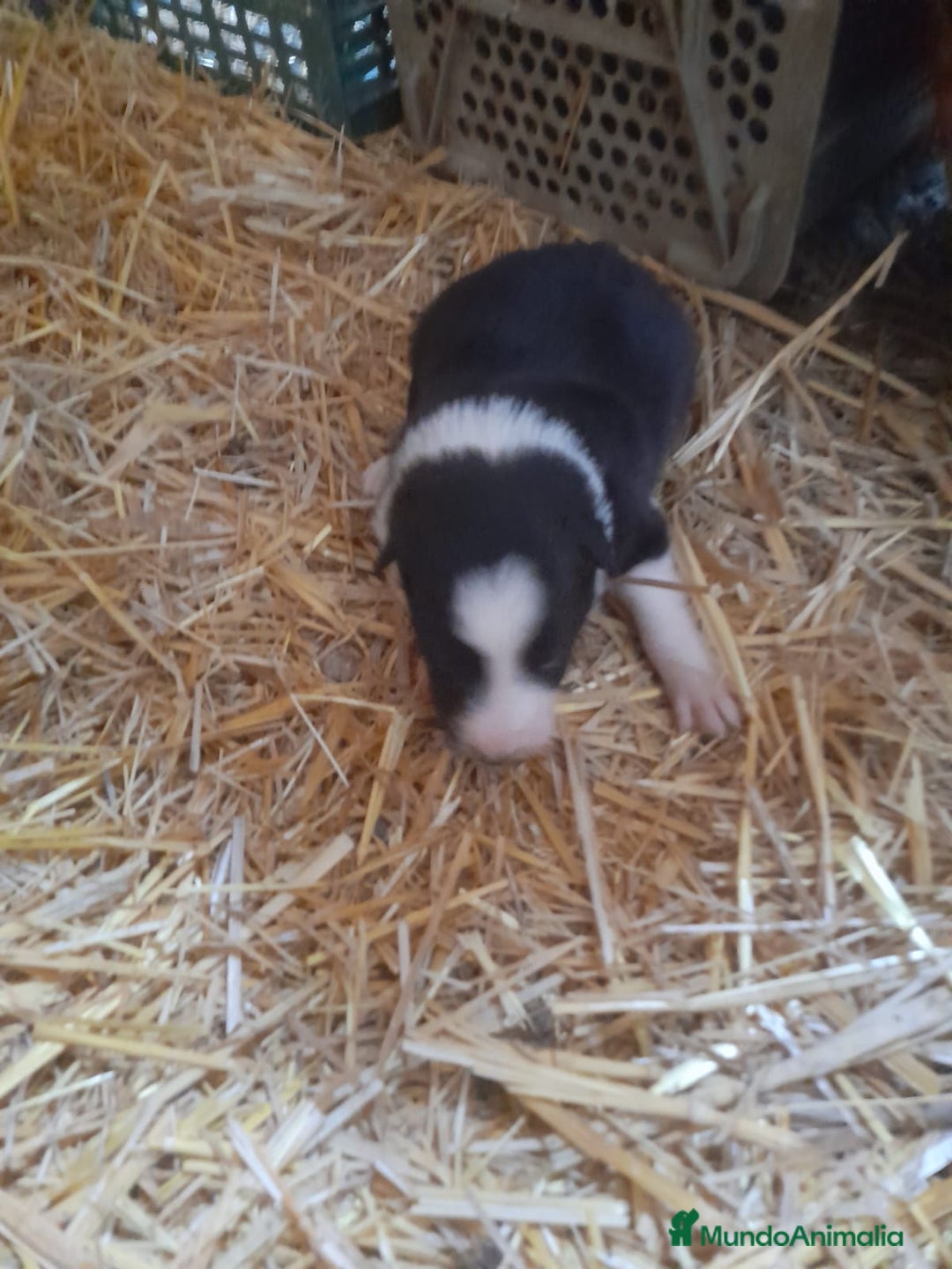 Border Collie perros en venta: Border collie - Anuncio 7