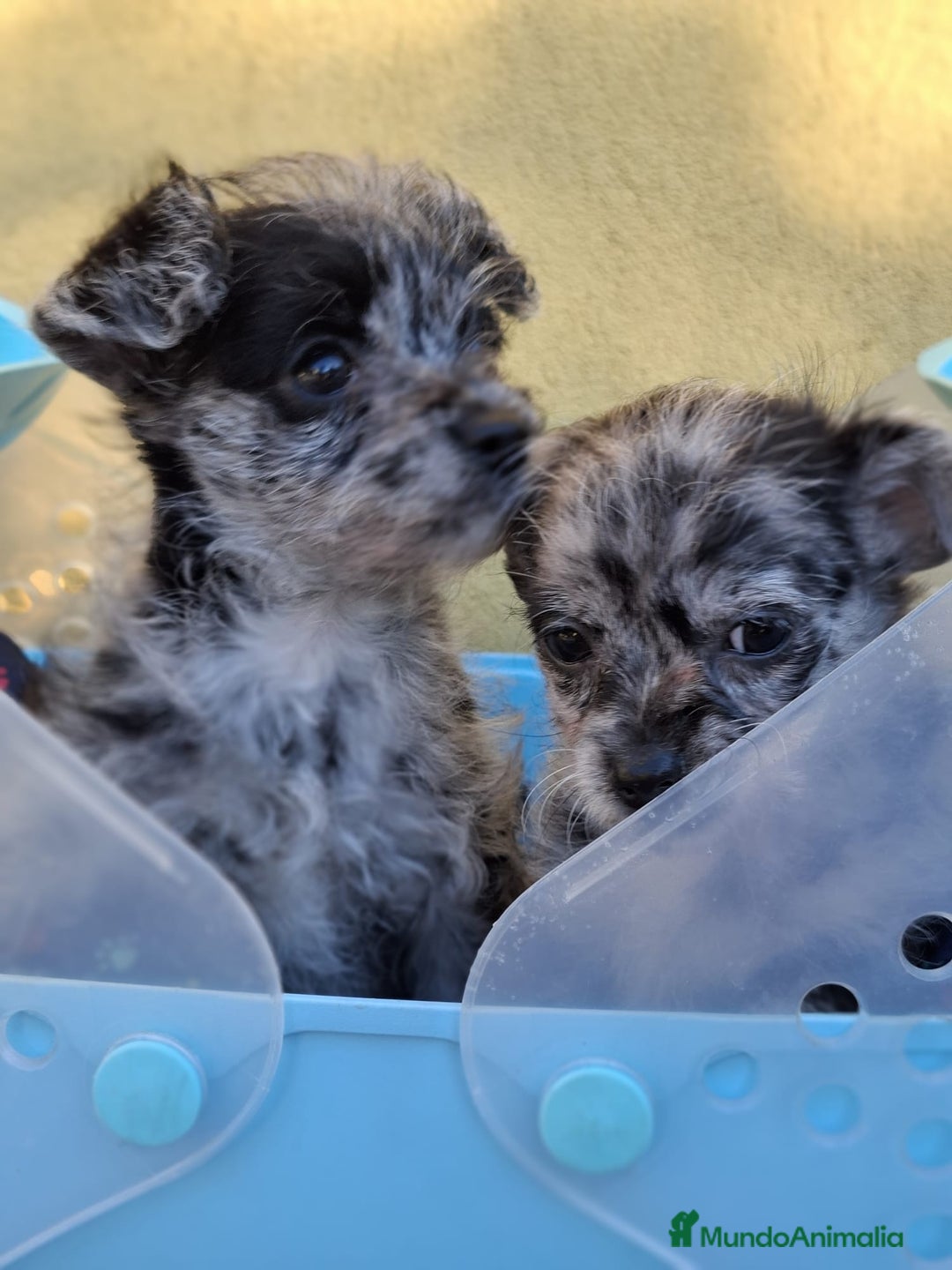 Raza Mixta perros en venta: Chipoo merles - Anuncio 2