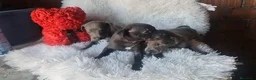 Pequeño Lebrel Italiano perros en venta: Lebrel mino en Cádiz - Anuncio 2