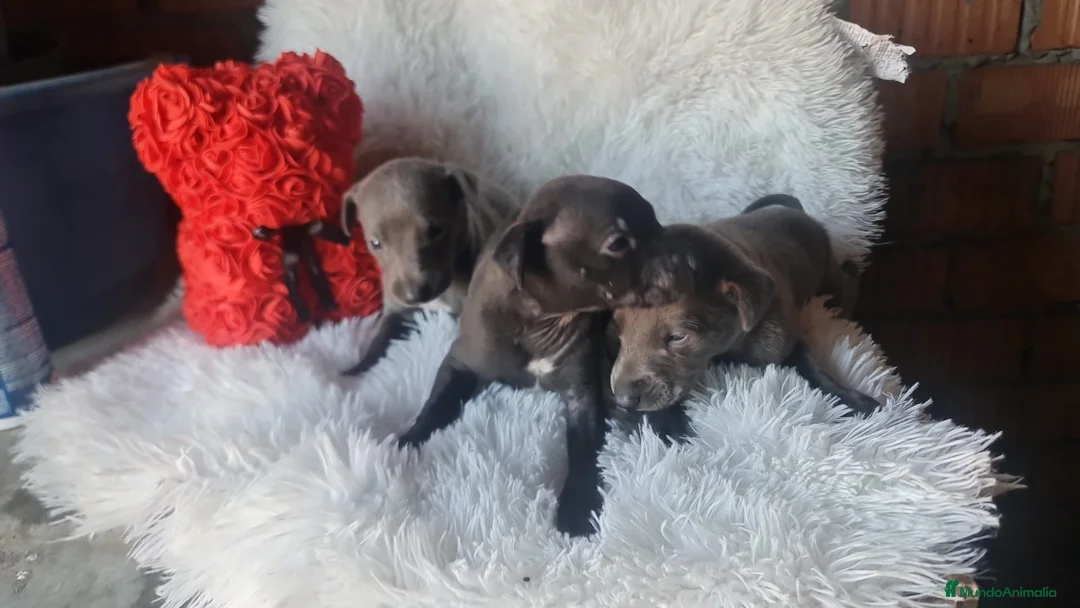 Pequeño Lebrel Italiano perros en venta: Lebrel mino en Cádiz - Anuncio 2