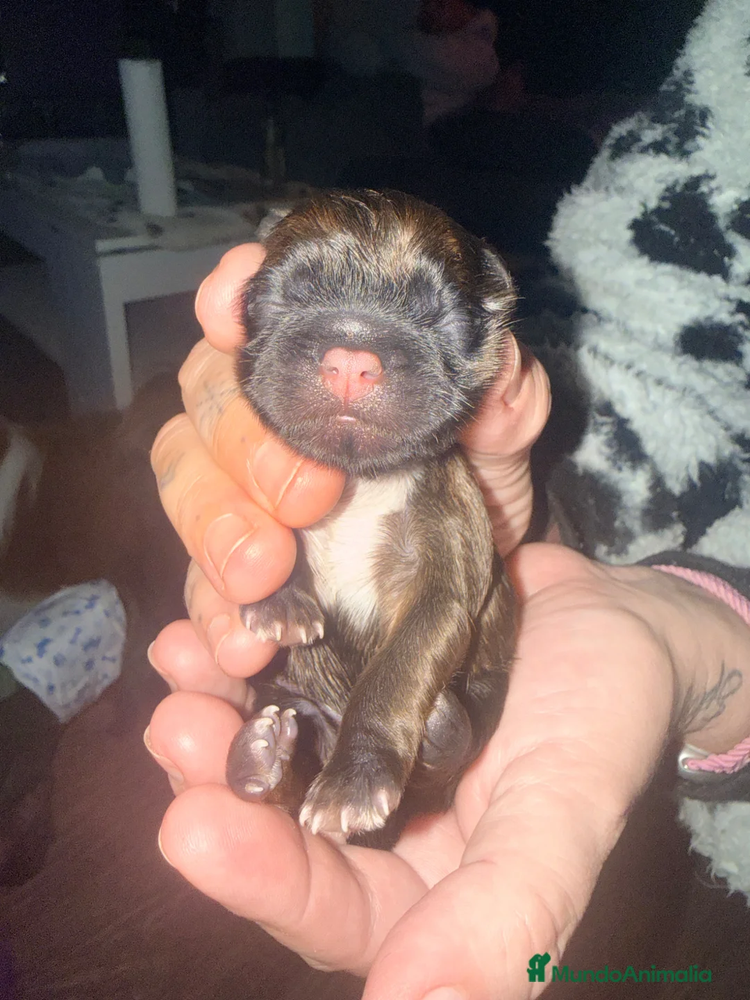 Shih Tzu perros en venta: Macho shihtzu máscara negra cuerpo dorado - Anuncio 2