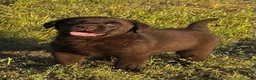 Labrador Retriever perros en venta: labrador chocolate  - Anuncio 9