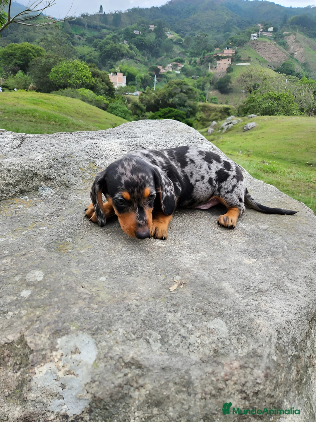 Teckel Miniatura perros en venta: TECKEL MINIATURA ( ENVIOS A CONTRAREMBOLSO )  - Anuncio 3