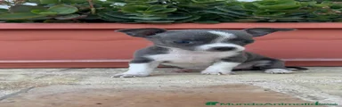 Chihuahua 4