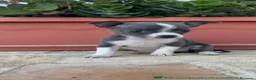 Chihuahua perros en venta: 🐾 CAMADA DE CHIHUAHUAS – PELO CORTO 🐾 - Anuncio 23