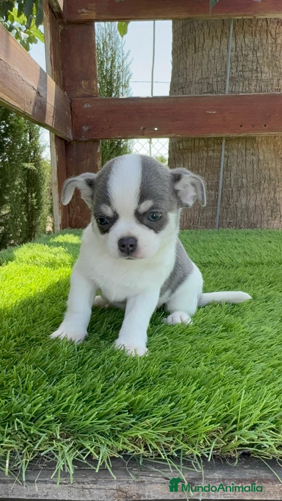 Chihuahua perros en venta: CHIHUAHUA MACHO - Imagen 7