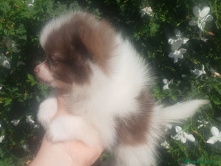 Pomchi perros - Anuncio 1