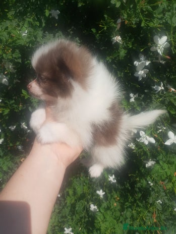 Pomchi perros - Anuncio 1