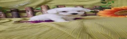 Bichón Maltés perros en venta: PRECIOSOS BICHON MALTES  LINEA TOY  - Anuncio 26