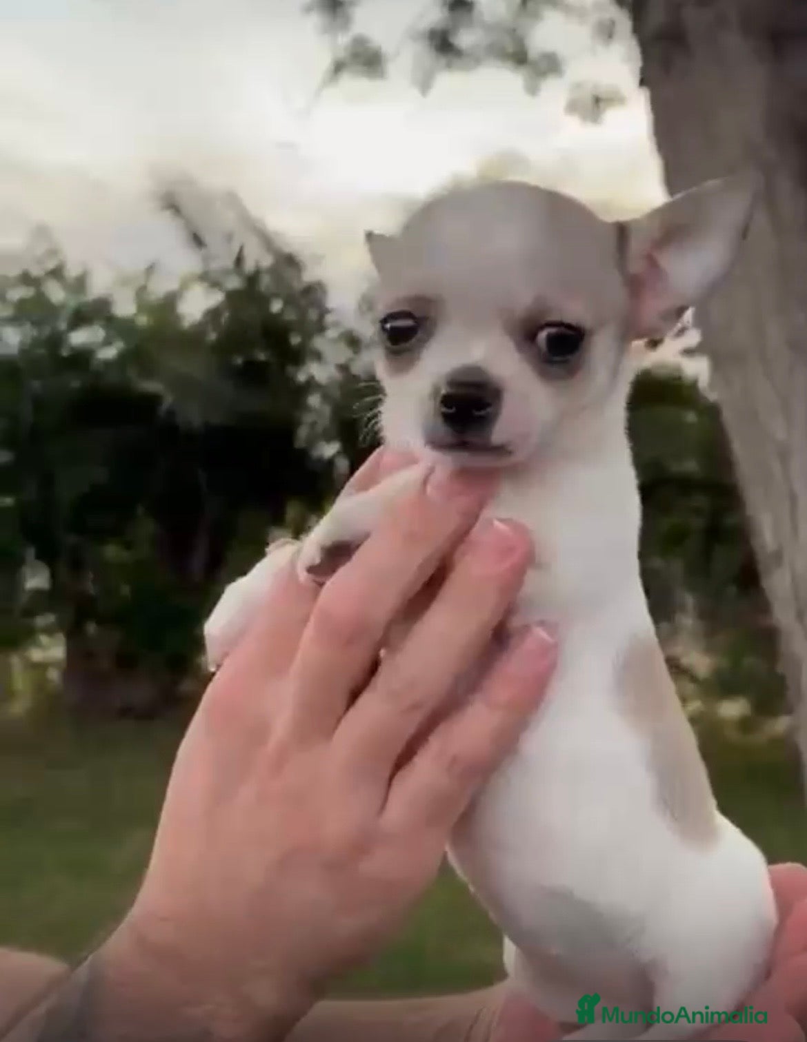 Chihuahua perros Hembras Chihuhuas  - Anuncio 2