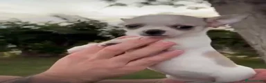 Chihuahua Cachorro 1