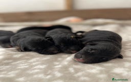 Pastor Alemán perros en venta: Espectacular cachorro de pastor alemán  - Imagen 4