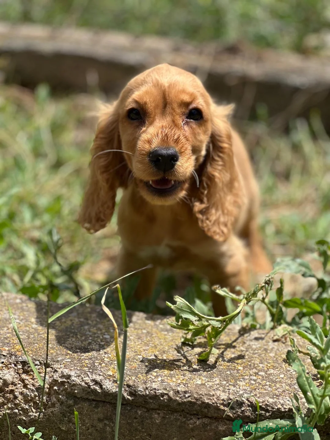 Cocker Spaniel Inglés perros en venta: COCKER SPANIEL INGLÉS MACHO DORADO - Anuncio 4