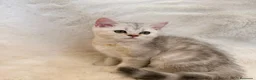 Británico de Pelo Corto gatos en venta: PRECIOSA HEMBRA BRITISH SHORTHAIR - Anuncio 4