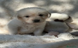 Golden Retriever perros en venta: Golden Retriever macho  - Imagen 3