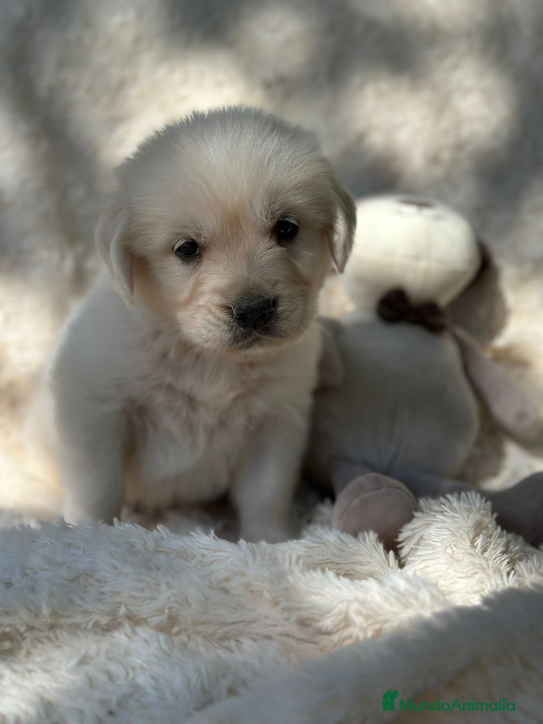 Golden Retriever perros en venta: Golden Retriever macho  - Imagen 3
