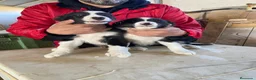 Border Collie perros en venta: CACHORROS DE BORDER COLLIE - Anuncio 5