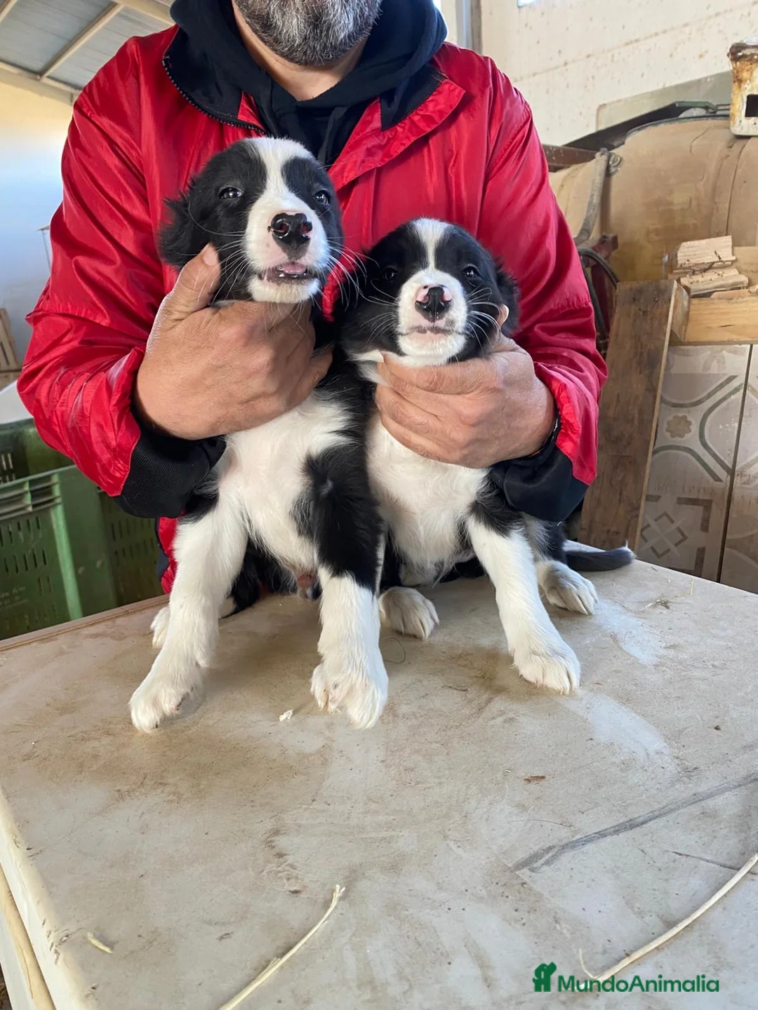 Border Collie perros en venta: CACHORROS DE BORDER COLLIE - Anuncio 5