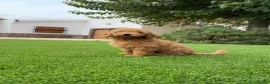 Caniche Enano 1