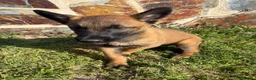 Pastor Belga Malinois perros en venta: Pasator Belga Malinois - Anuncio 6