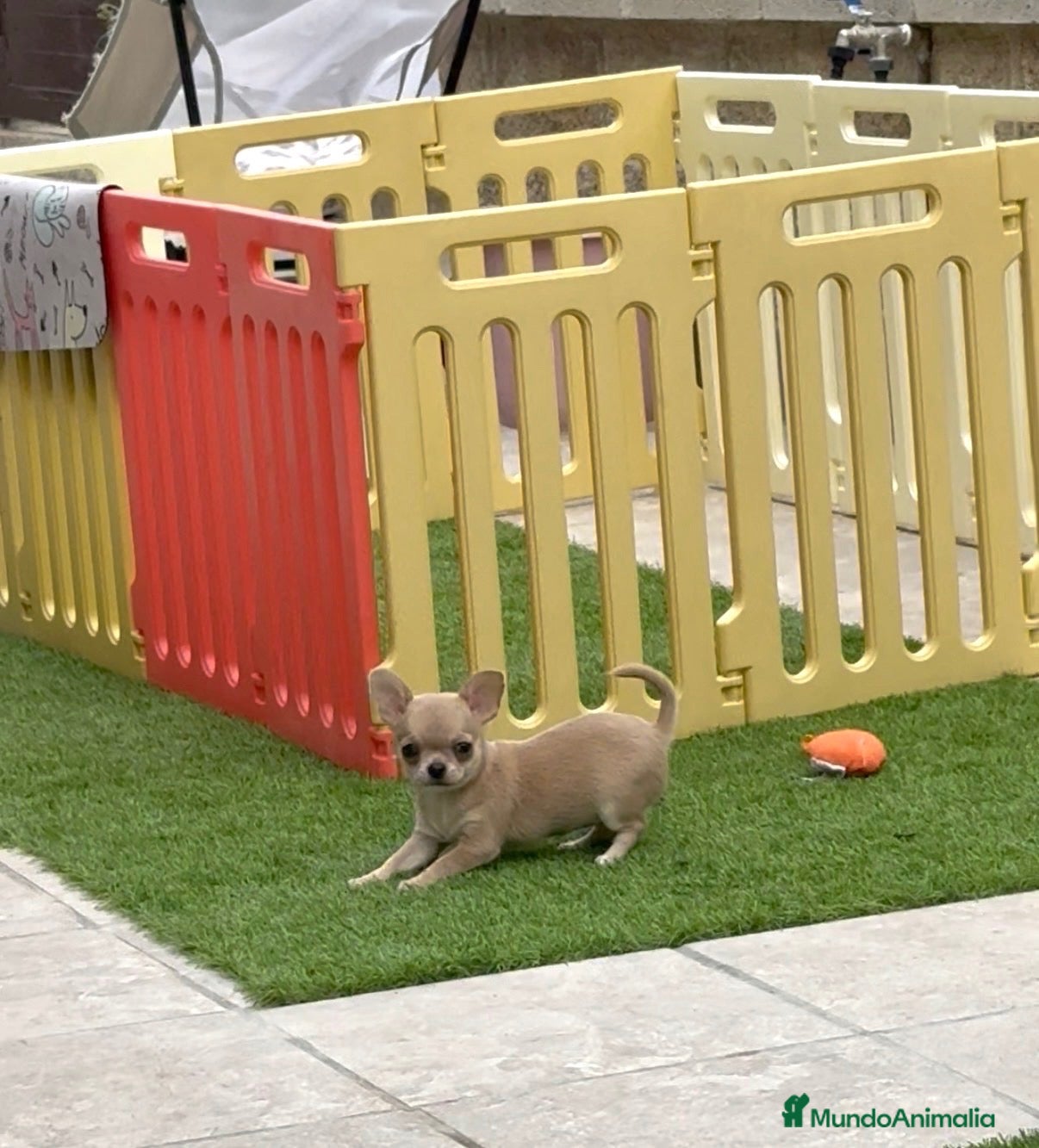 Chihuahua perros en venta: Princesita chihuahua lilac - Anuncio 3