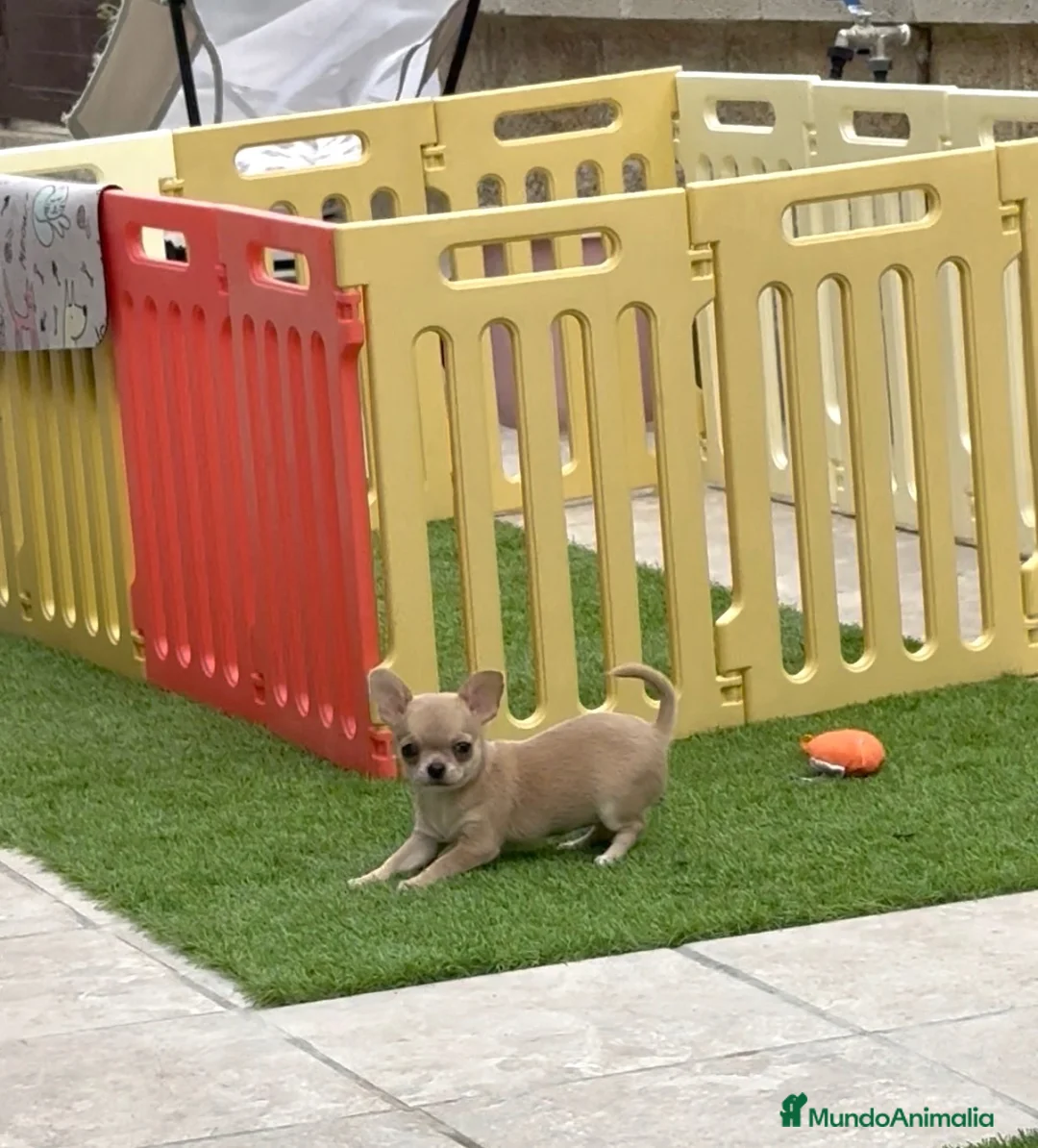 Chihuahua perros en venta: Princesita chihuahua lilac - Anuncio 1