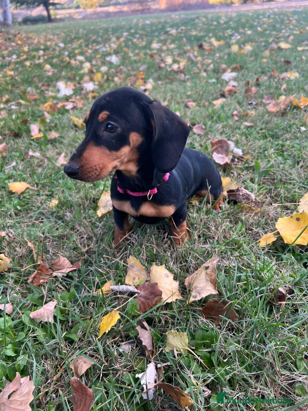 Teckel perros en venta: Teckel mini  - Anuncio 1