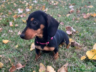 Teckel perros Teckel mini - Anuncio 1