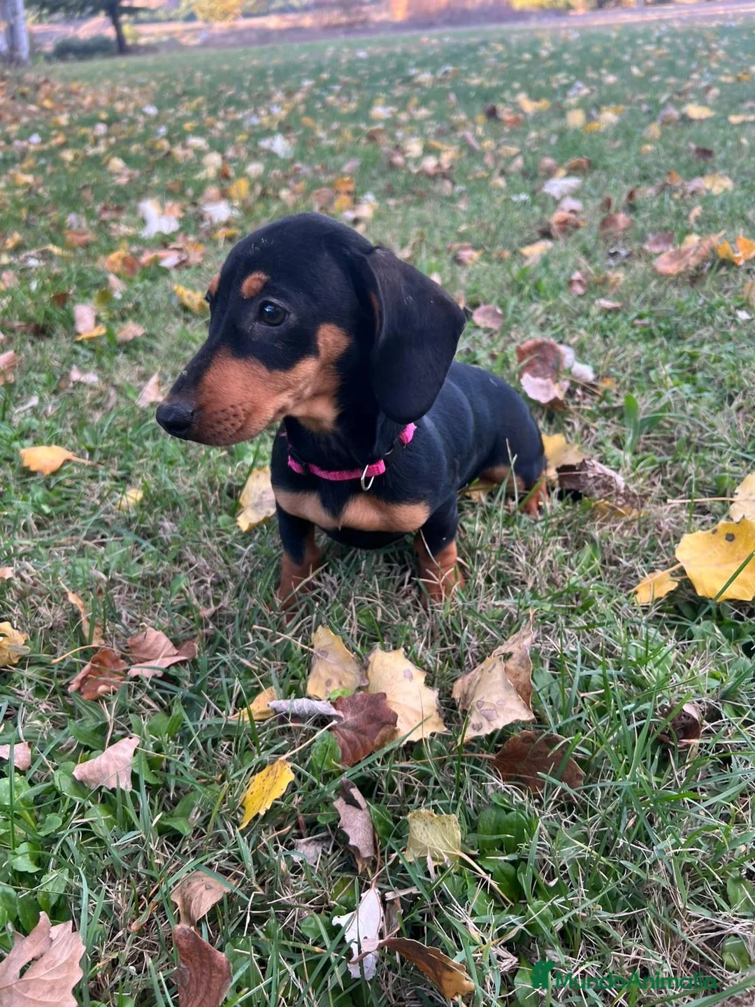 Teckel perros en venta: Teckel mini  - Anuncio 1