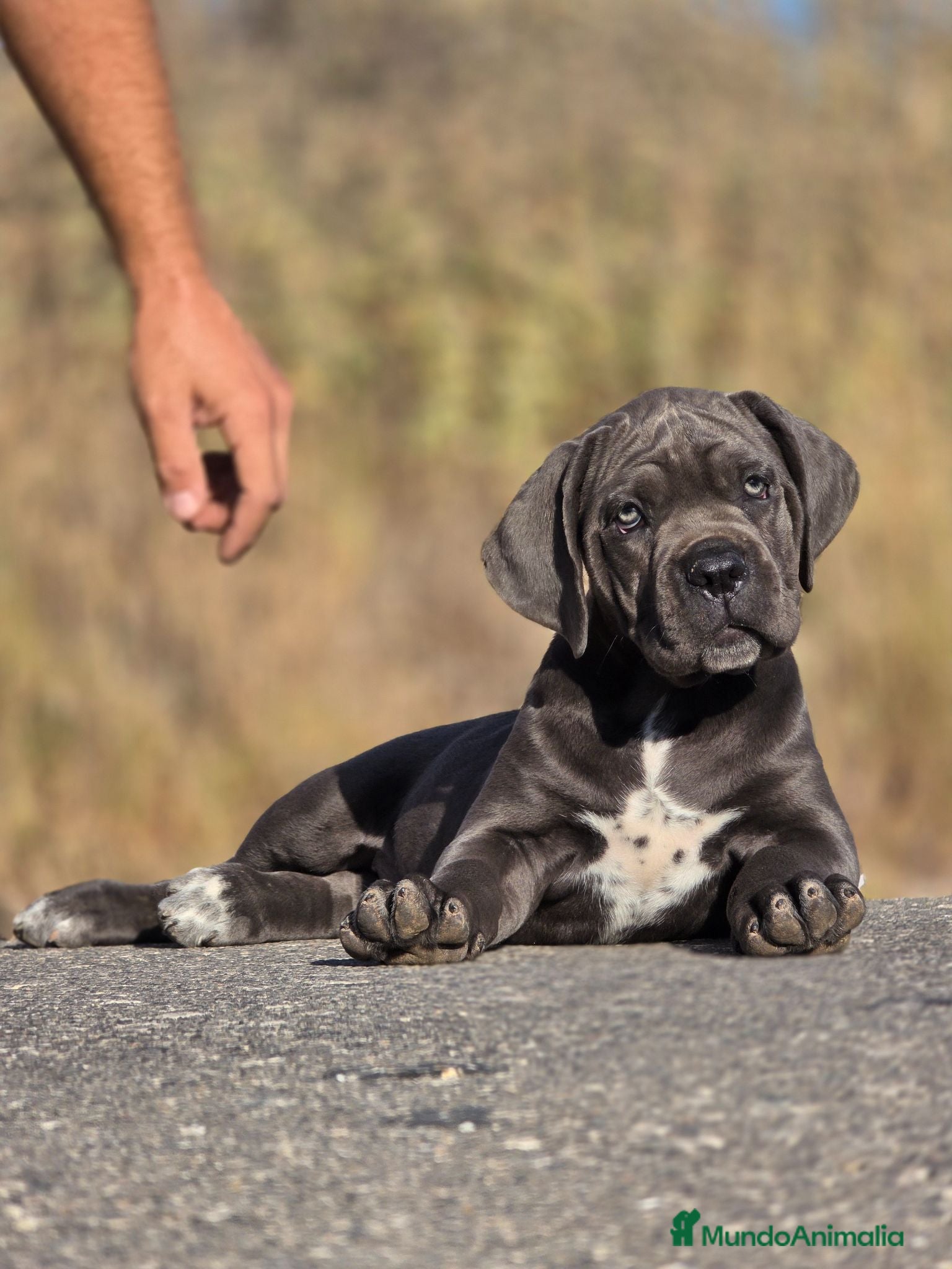 Cane Corso perros Cachorros de Cane Corso  - Anuncio 1