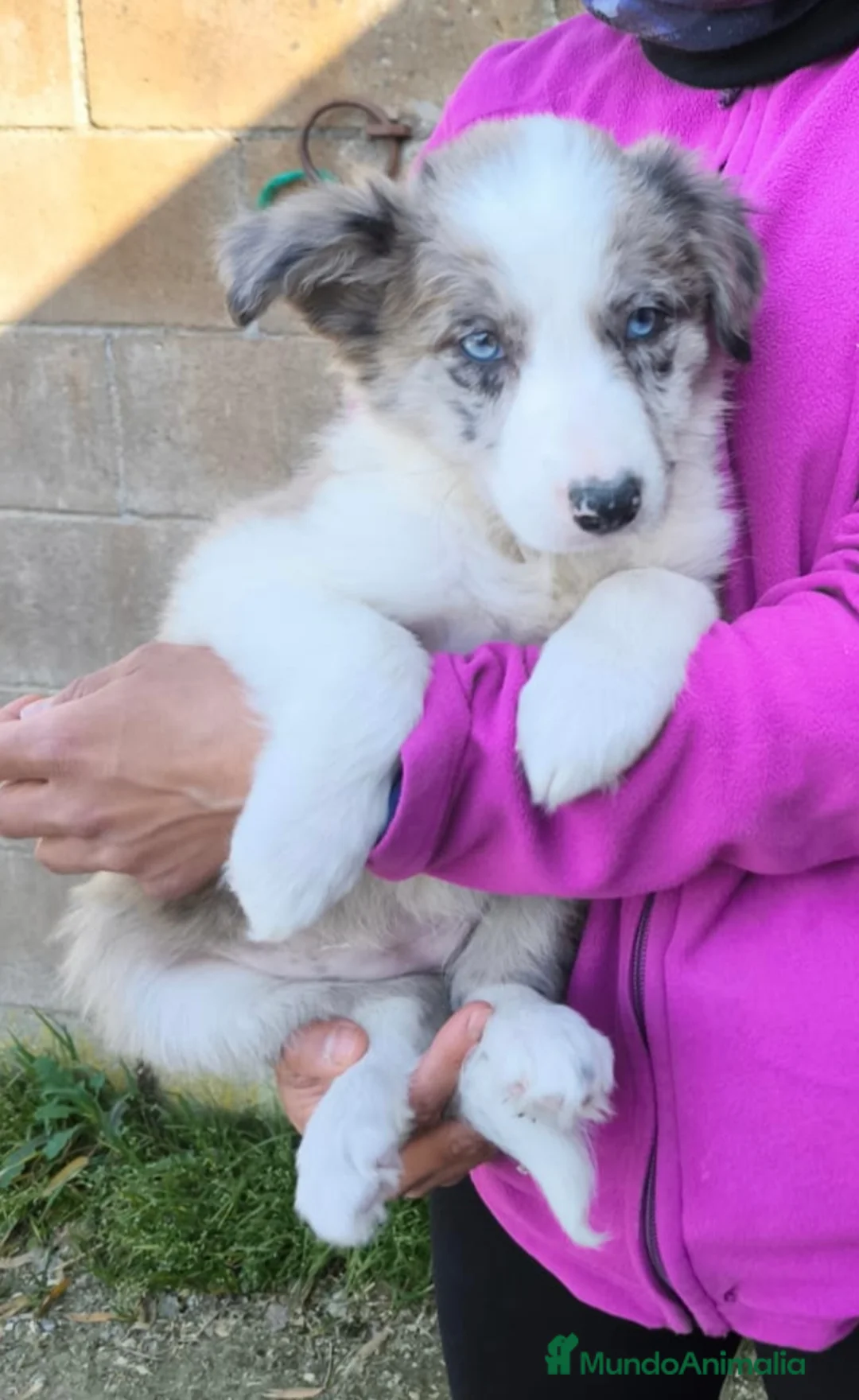 Border Collie perros en venta: Cachorros border collie 2 meses - Anuncio 1