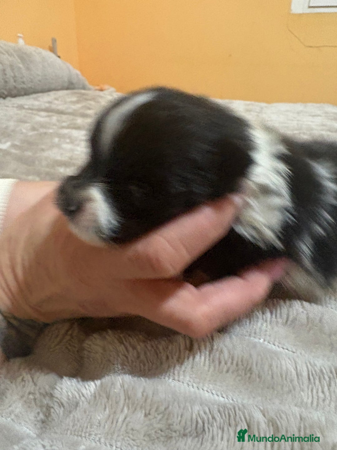 Pomerania perros en venta: Macho Lulu de Pomerania Toy party  - Anuncio 2