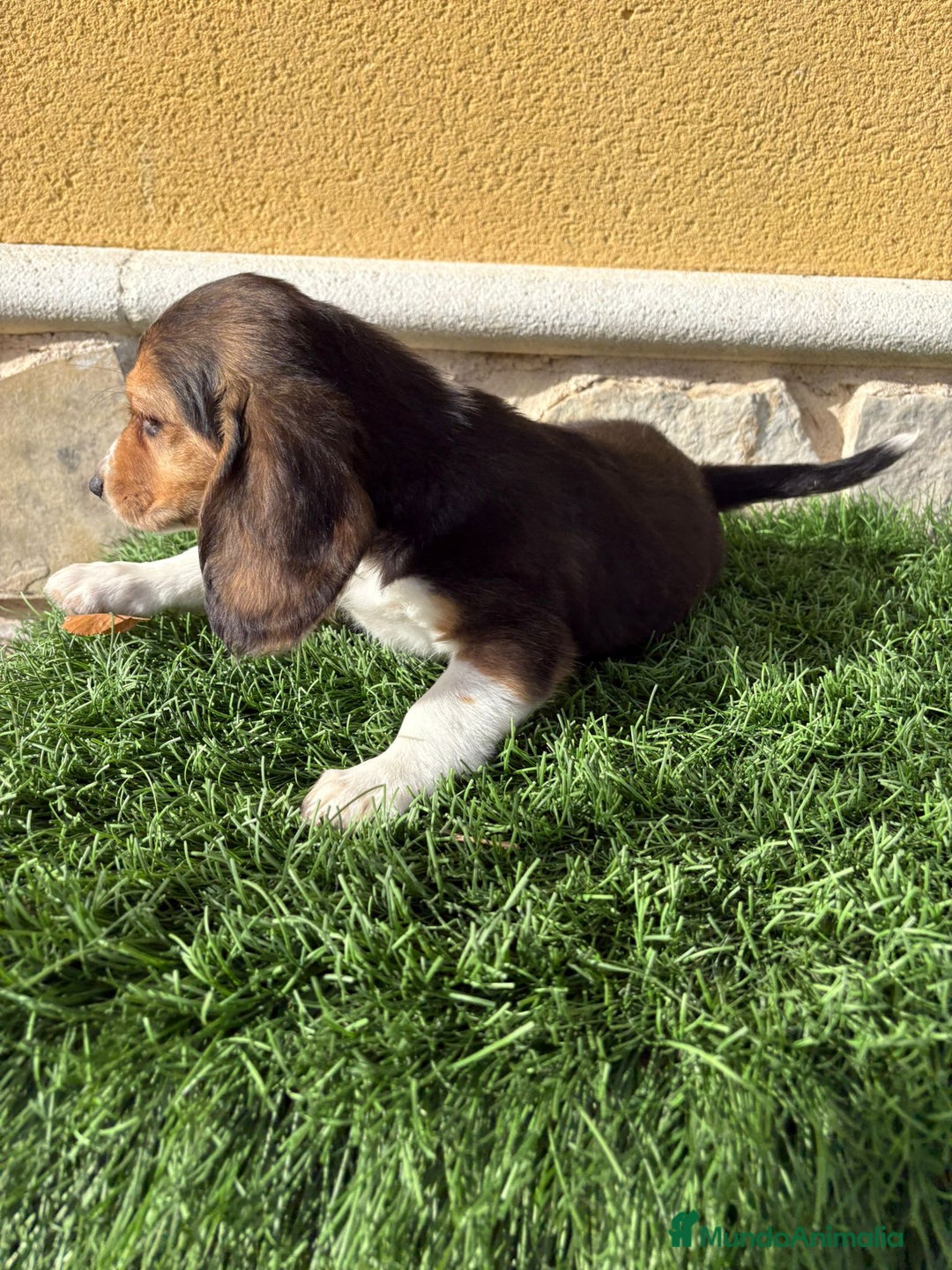 Beagle perros en venta: Preciosos cachorros de Beagle  - Anuncio 8
